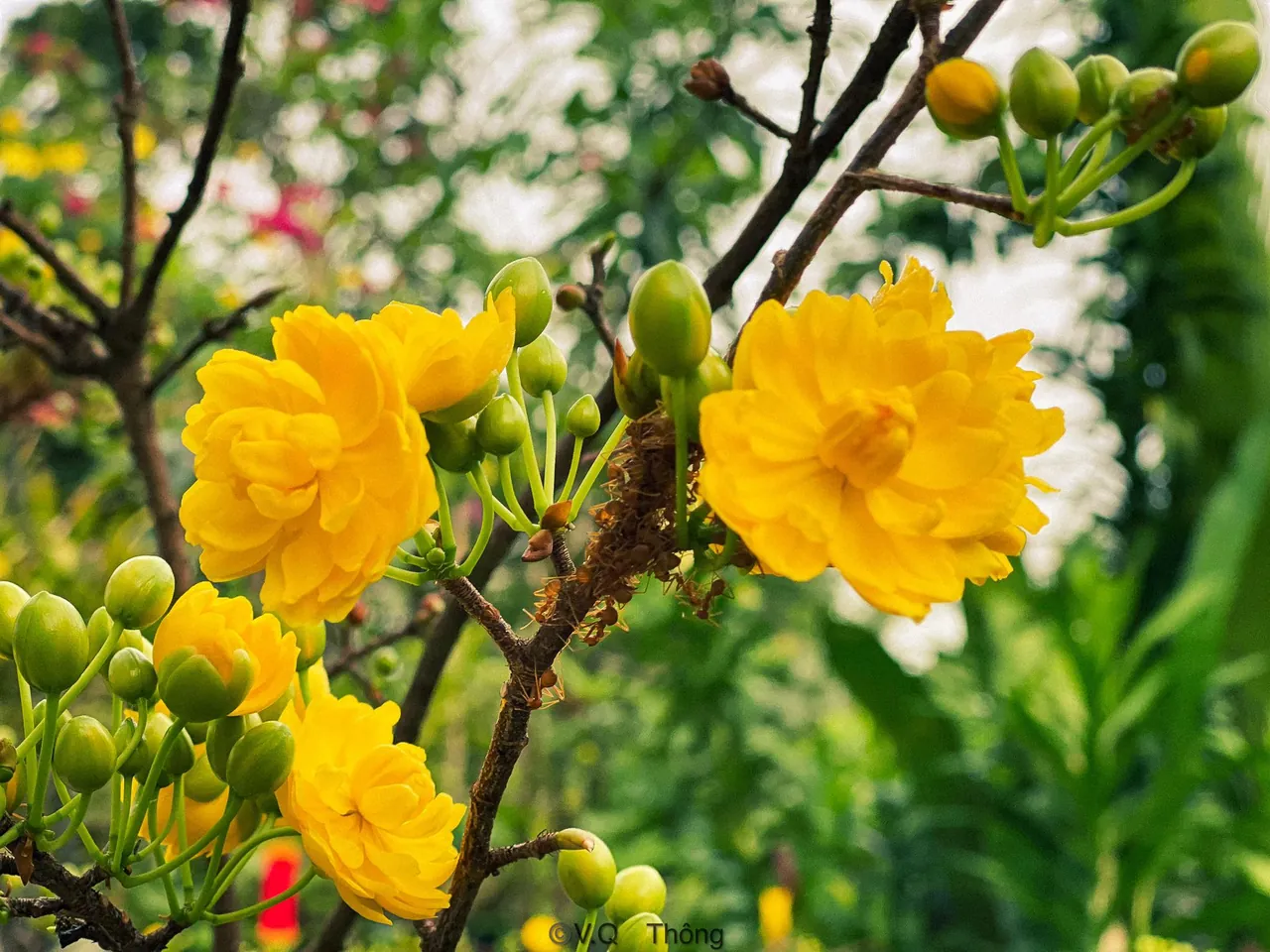100+ hình ảnh hoa mai rực rỡ cho mùa Tết · ảnh 3