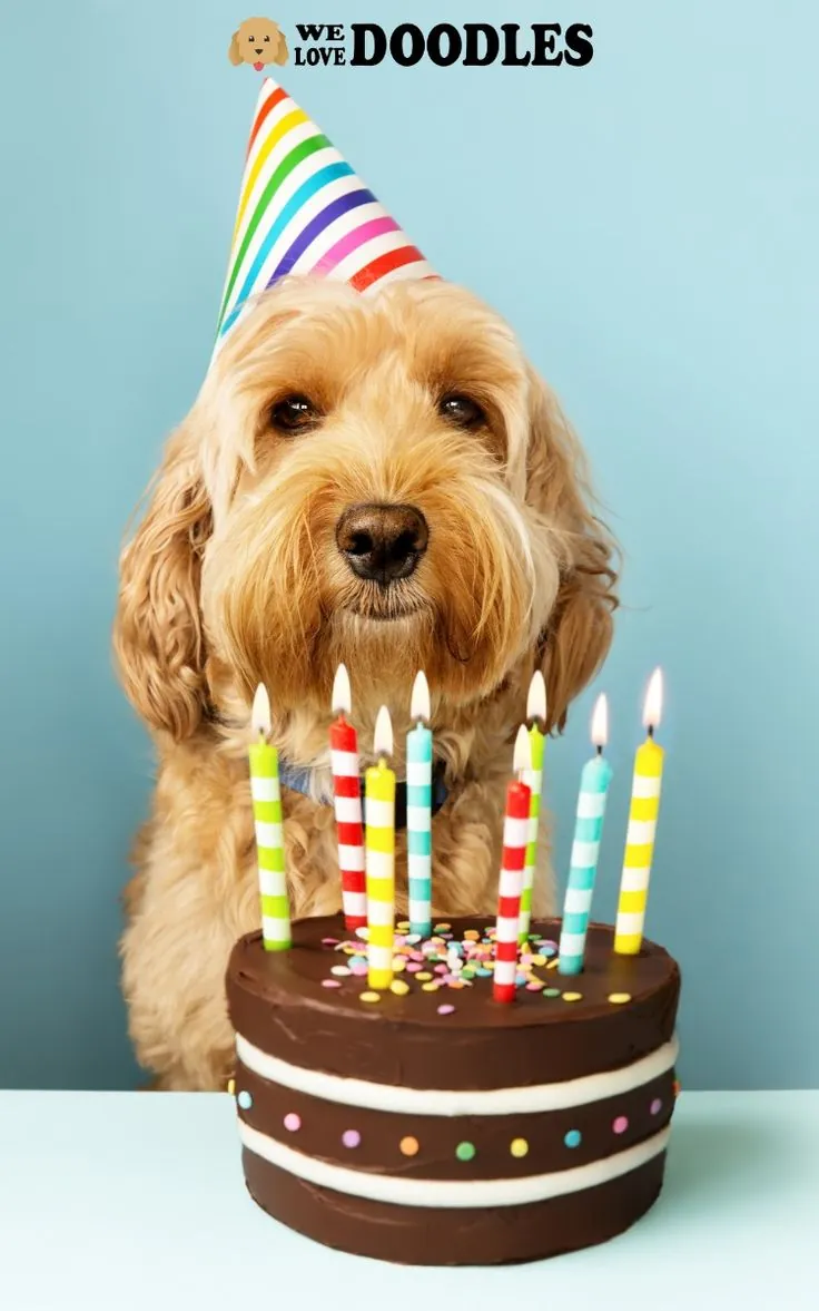 50+ ảnh meme happy birthday vui nhộn · ảnh 3