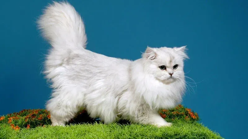 Tuyển tập 100+ hình ảnh con mèo cute đáng yêu nhất · ảnh 1