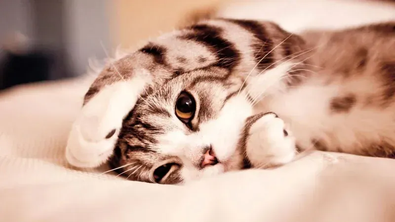 Tuyển tập 100+ hình ảnh con mèo cute đáng yêu nhất · ảnh 2