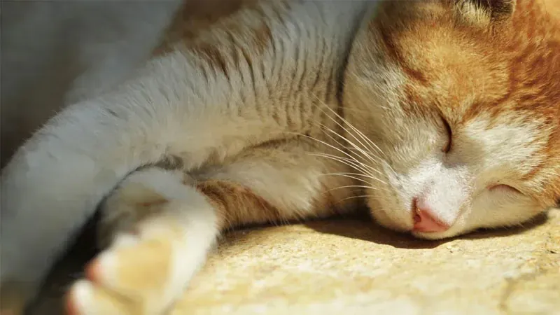 Tuyển tập 100+ hình ảnh con mèo cute đáng yêu nhất · ảnh 3