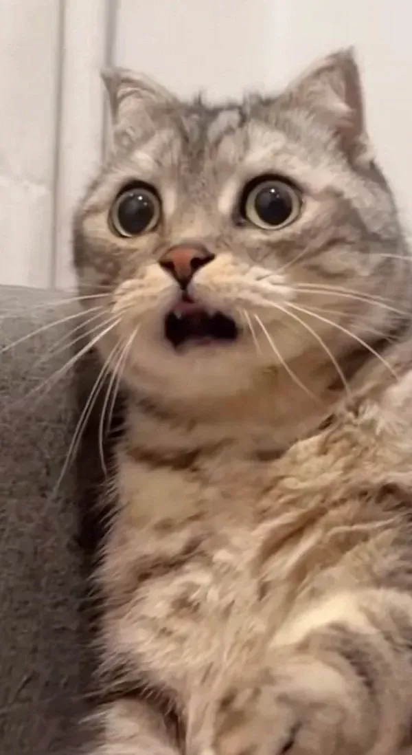 Tuyển tập 100+ meme ngạc nhiên hài hước nhất · ảnh 1